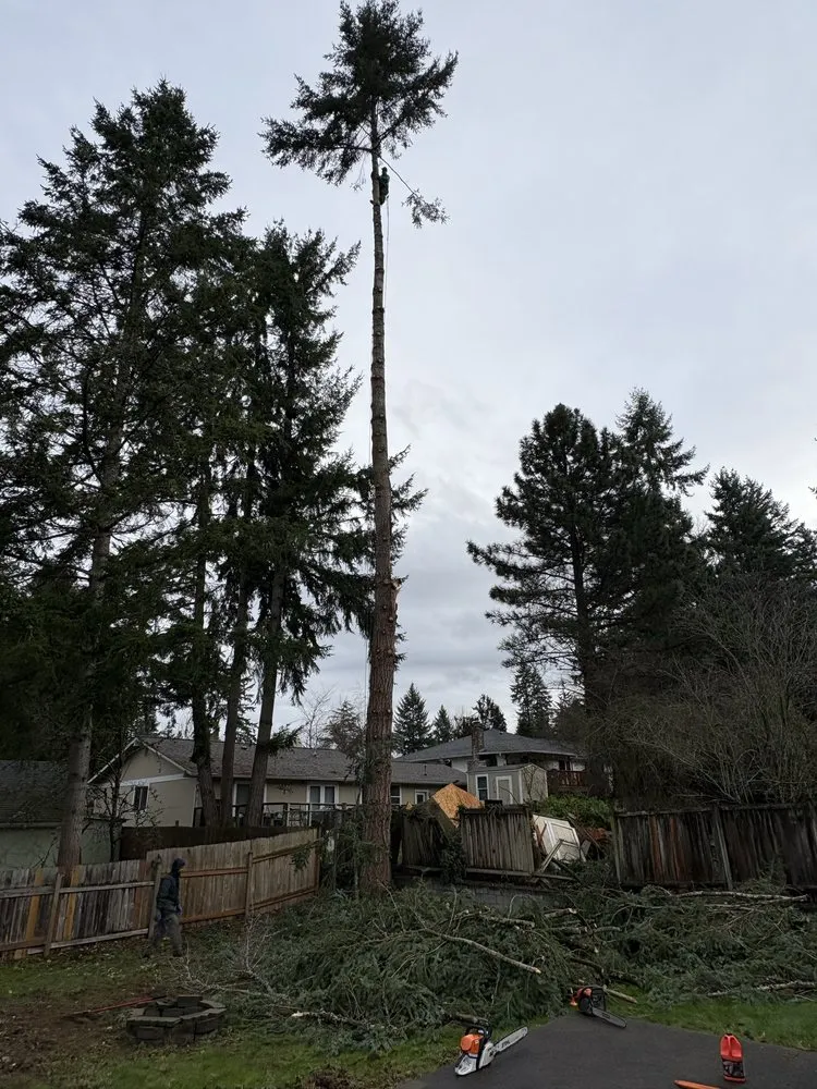 Professional yard cleanup service in Renton, WA - Lesko Tree Service And Landscape