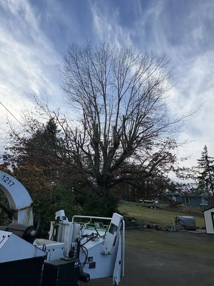 Trusted yard cleanup service for year-round maintenance in Renton, WA by Lesko Tree Service And Landscape