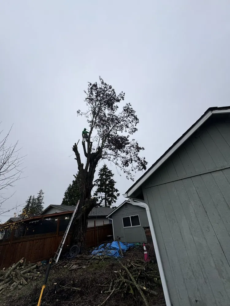 Local lawn mowing service for outdoor upgrades in Renton, WA by Lesko Tree Service And Landscape