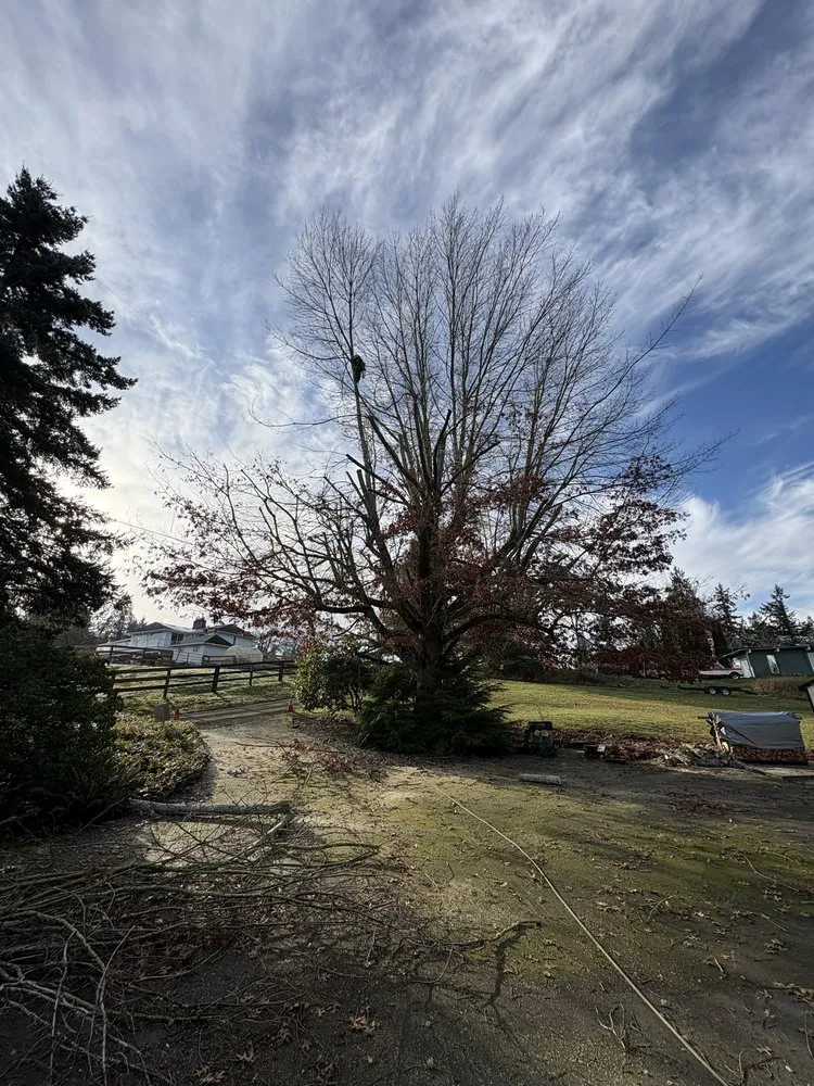 Affordable yard cleanup service for residential properties across Renton, WA - Lesko Tree Service And Landscape