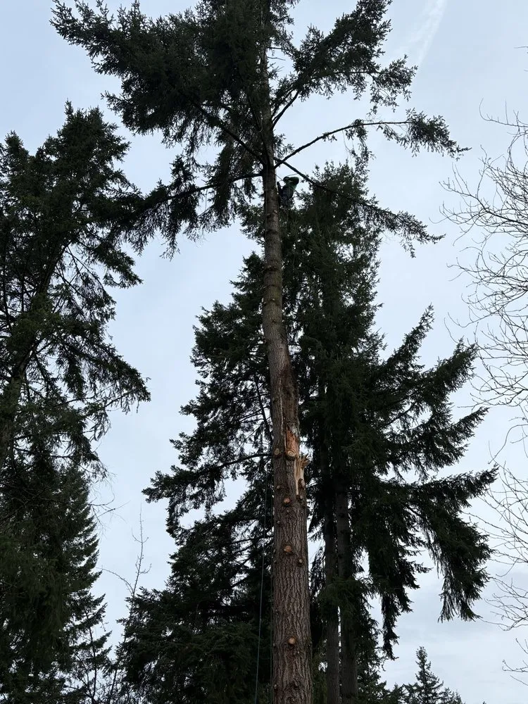 Affordable yard maintenance for outdoor upgrades in Renton, WA by Lesko Tree Service And Landscape