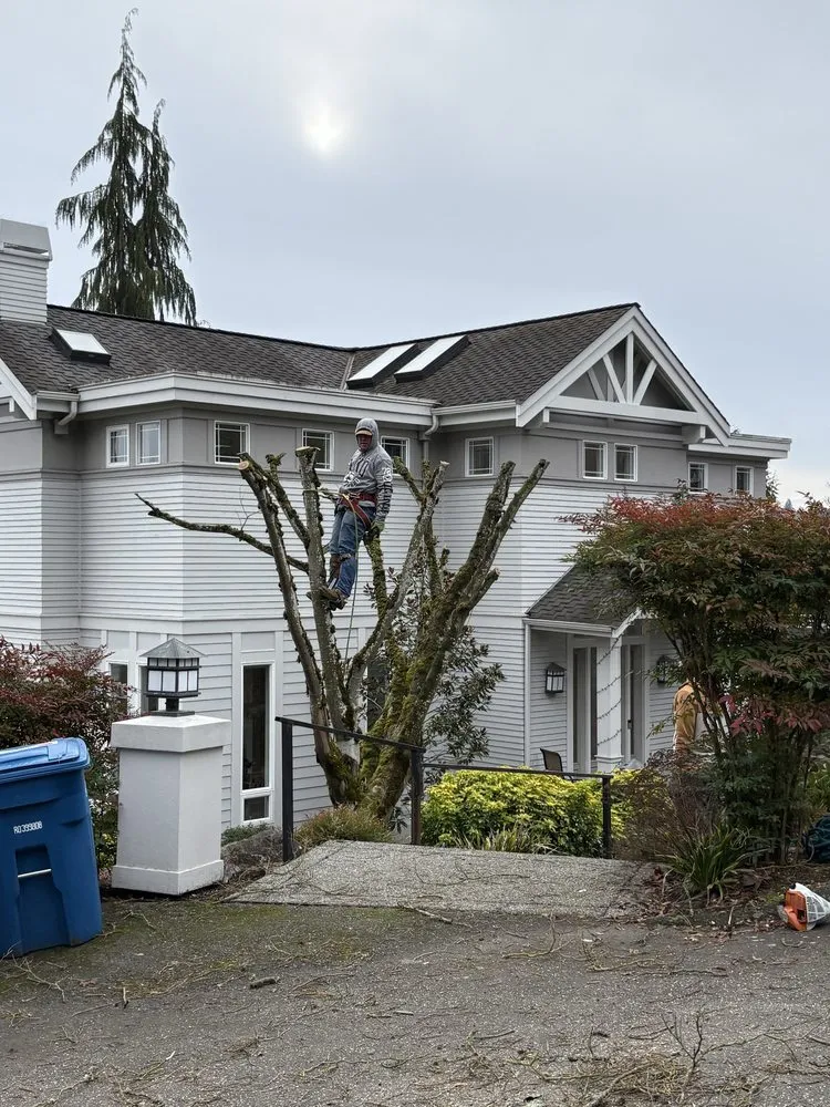 Top-rated residential landscaping experts serving Renton, WA - Lesko Tree Service And Landscape