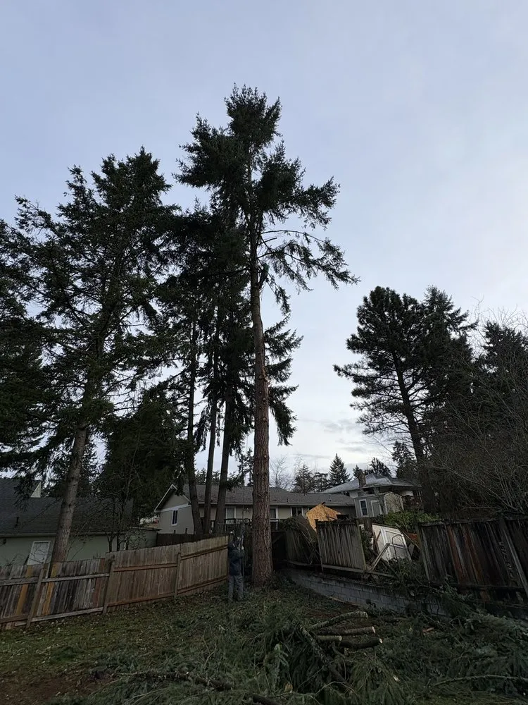 Professional lawn care service experts serving Renton, WA - Lesko Tree Service And Landscape