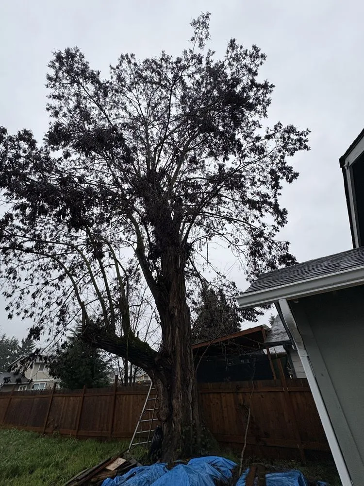 Expert landscape design experts serving Renton, WA - Lesko Tree Service And Landscape
