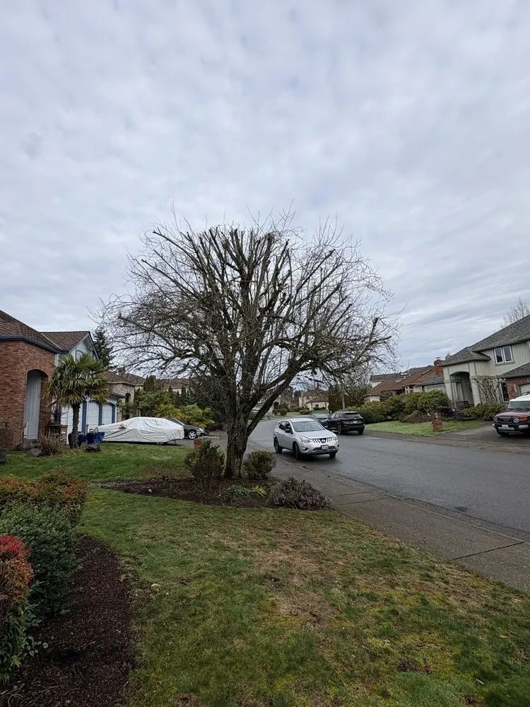 Local yard cleanup service near you in Renton, WA by Lesko Tree Service And Landscape