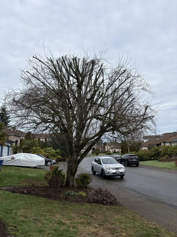 Reliable lawn mowing service experts serving Renton, WA - Lesko Tree Service And Landscape