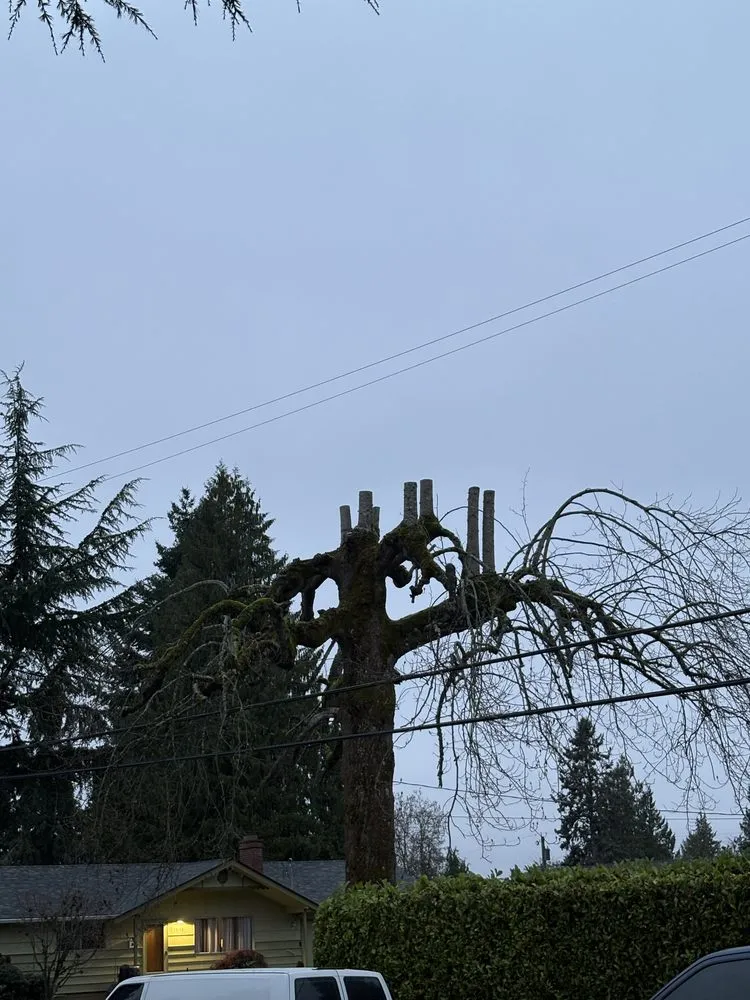 Local lawn care service for beautiful yards in Renton, WA by Lesko Tree Service And Landscape