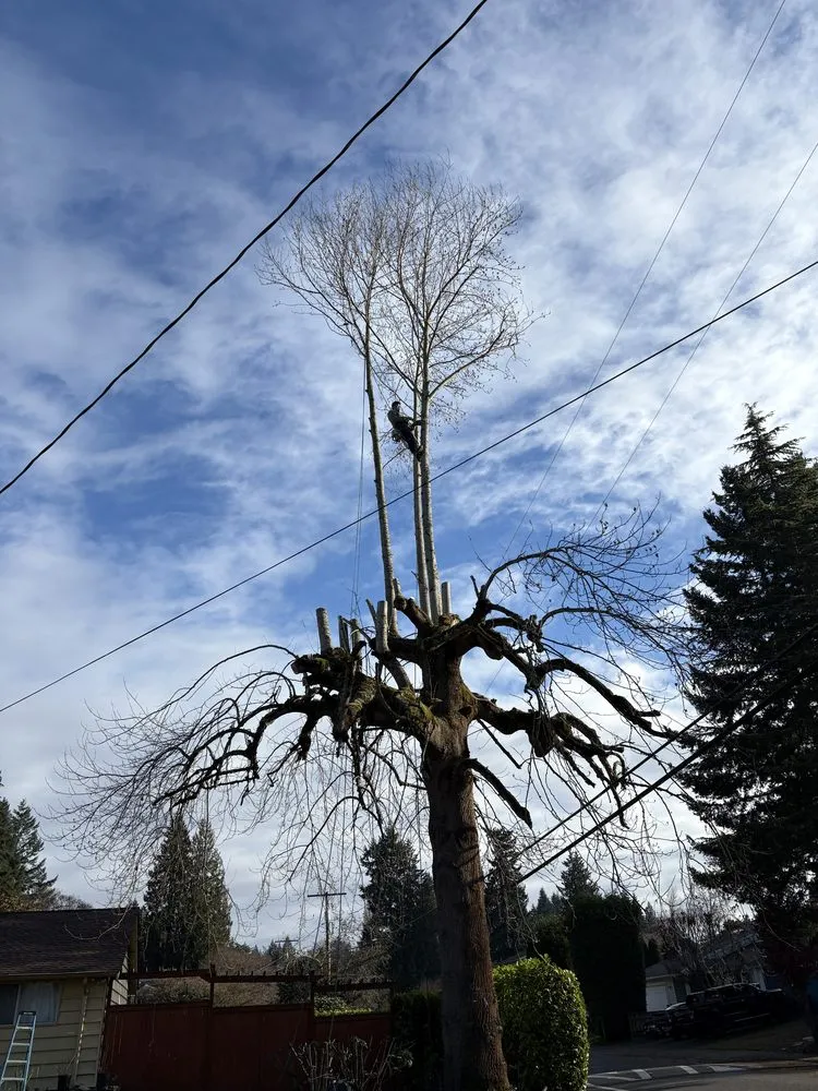 Reliable yard maintenance in Renton, WA - Lesko Tree Service And Landscape