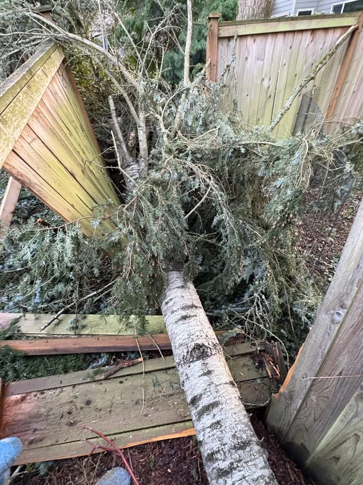 Professional yard cleanup service experts serving Renton, WA - Lesko Tree Service And Landscape