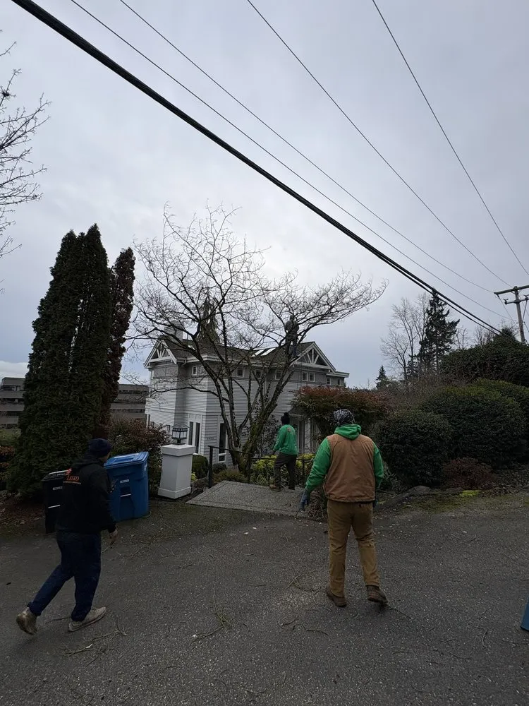 Trusted lawn care service in Renton, WA - Lesko Tree Service And Landscape