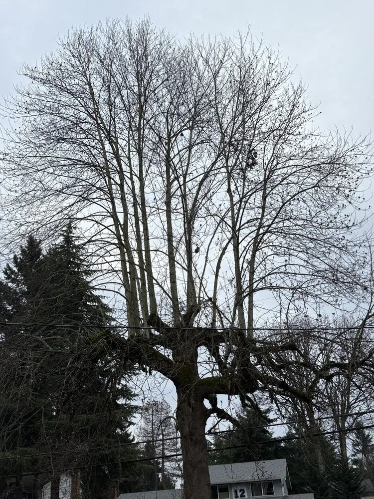 Custom outdoor landscaping in Renton, WA by Lesko Tree Service And Landscape