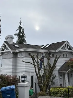 Lesko Tree Service And Landscape