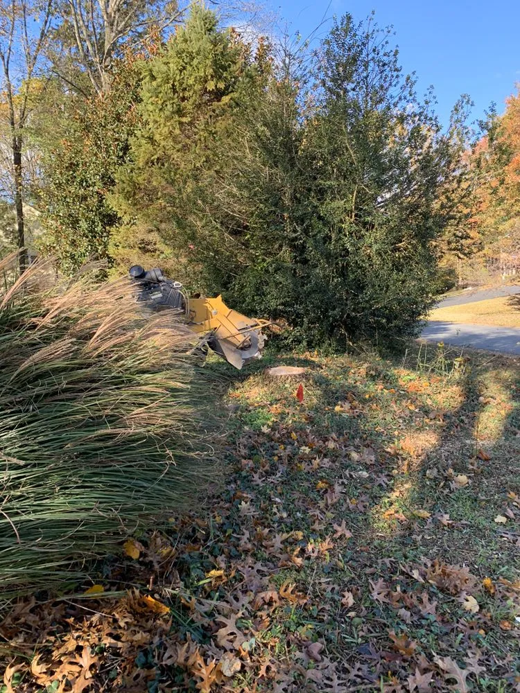 Reliable lawn care service in Arlington, VA by Lesley’s Tree and Landscaping