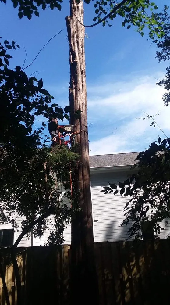 Trusted yard maintenance experts serving Arlington, VA - Lesley’s Tree and Landscaping