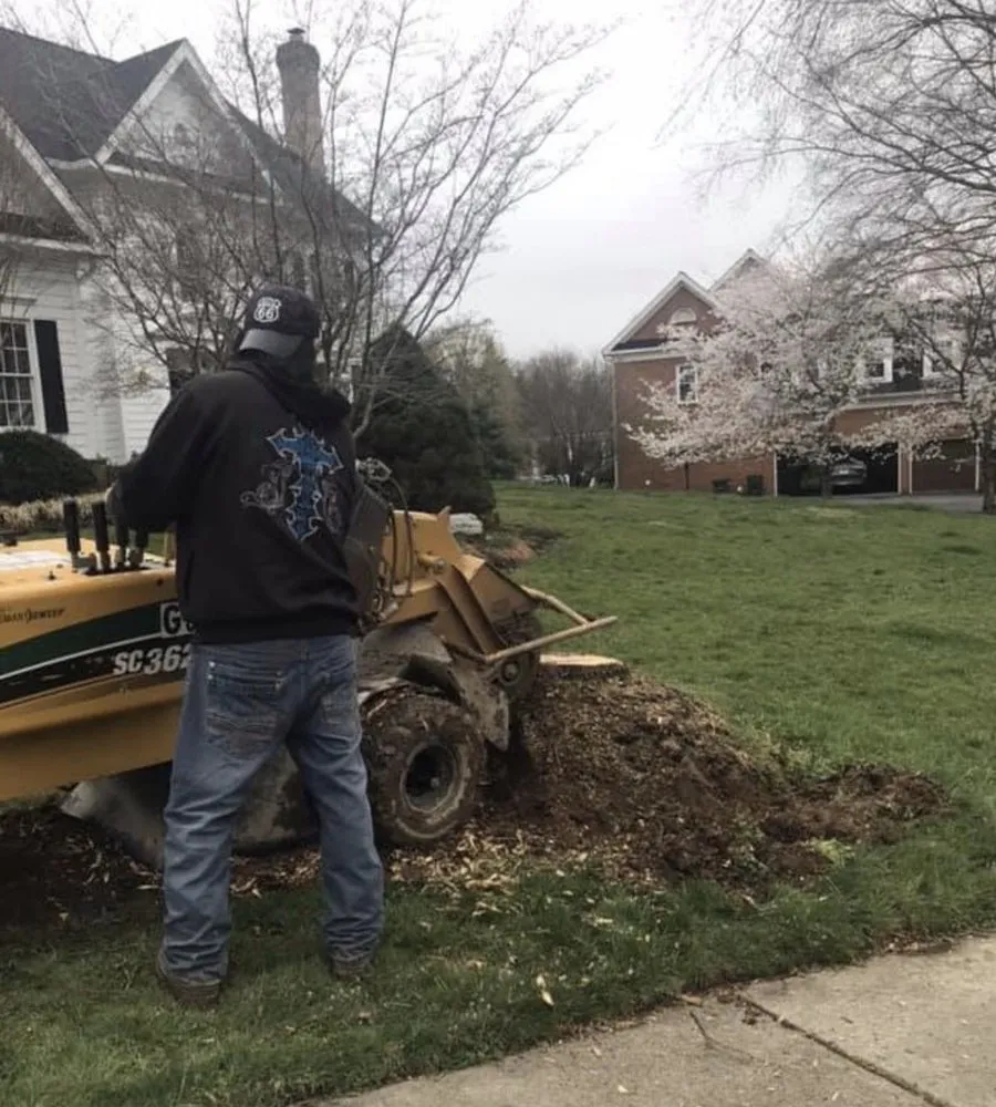 Local yard cleanup service experts serving Arlington, VA - Lesley’s Tree and Landscaping
