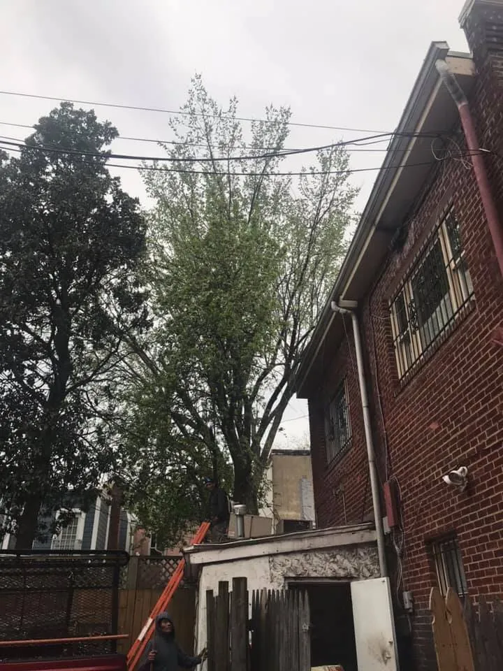 Custom yard cleanup service in Arlington, VA by Lesley’s Tree and Landscaping