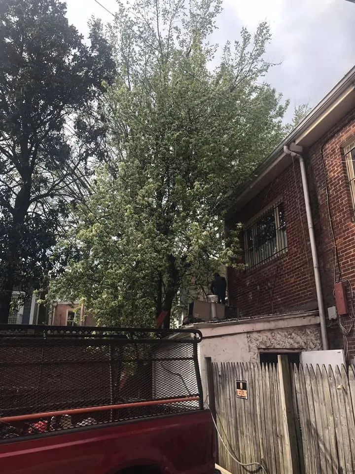 Top-rated lawn care service near you in Arlington, VA by Lesley’s Tree and Landscaping