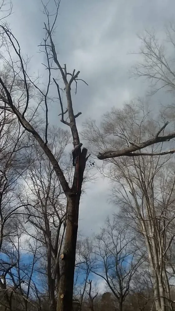 Expert residential landscaping in Arlington, VA - Lesley’s Tree and Landscaping