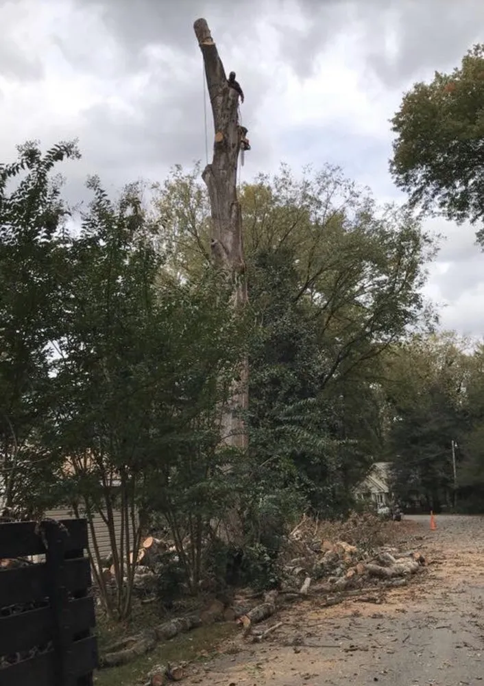 Trusted yard maintenance in Arlington, VA by Lesley’s Tree and Landscaping