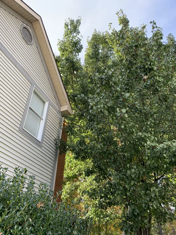 Professional landscape installation for year-round maintenance across Arlington, VA - Lesley’s Tree and Landscaping