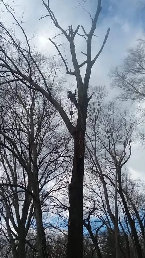 Local landscape design for residential properties across Arlington, VA - Lesley’s Tree and Landscaping