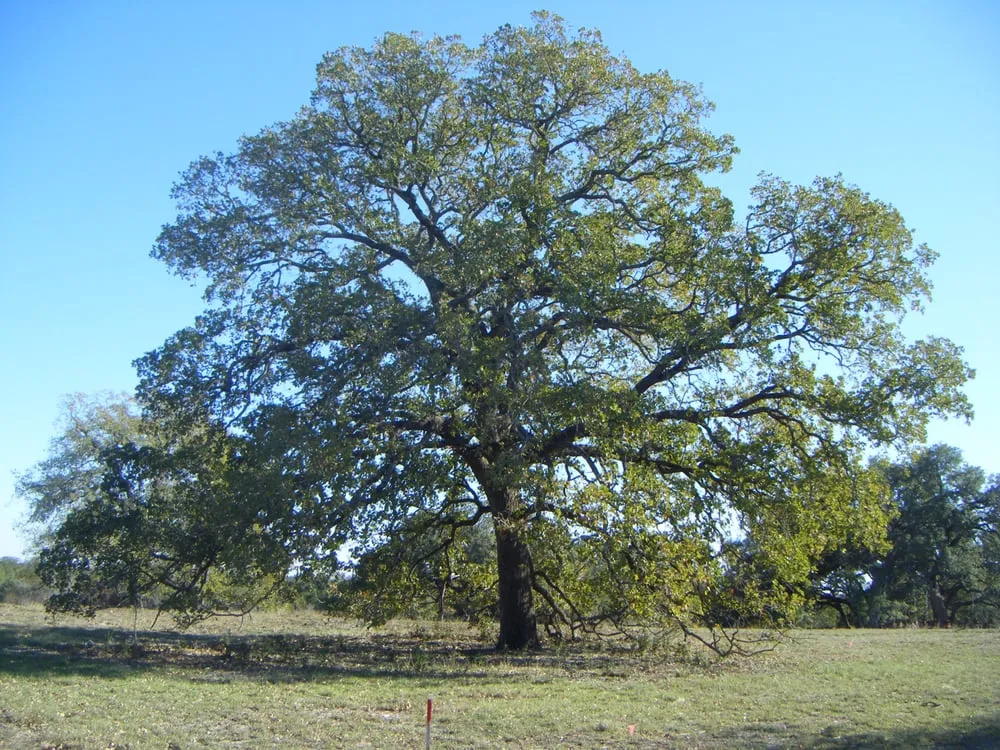 Professional garden landscaping in Austin, TX - Less Is More Landscaping