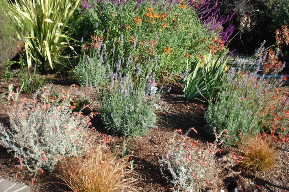 Reliable residential landscaping near you across San Anselmo, CA - Let It Grow Landscaping