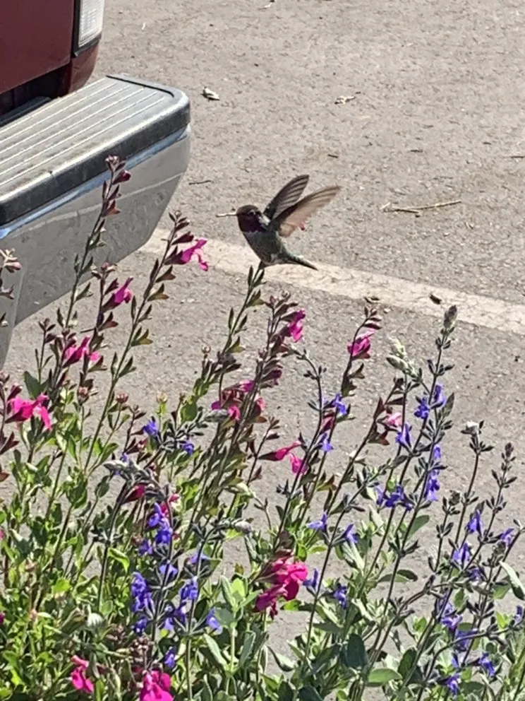 Affordable residential landscaping in San Anselmo, CA by Let It Grow Landscaping