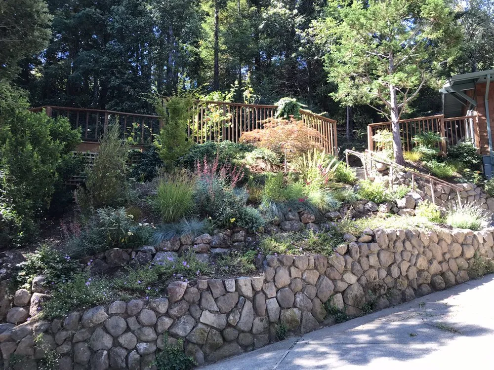 Reliable yard cleanup service experts serving San Anselmo, CA - Let It Grow Landscaping