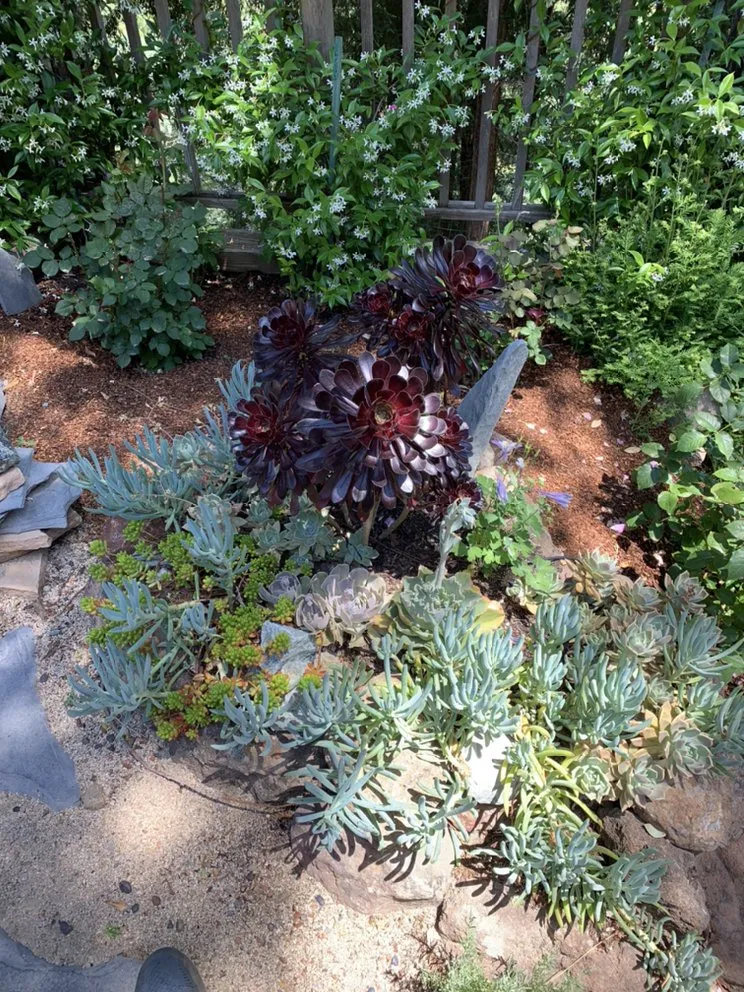 Reliable yard maintenance experts serving San Anselmo, CA - Let It Grow Landscaping