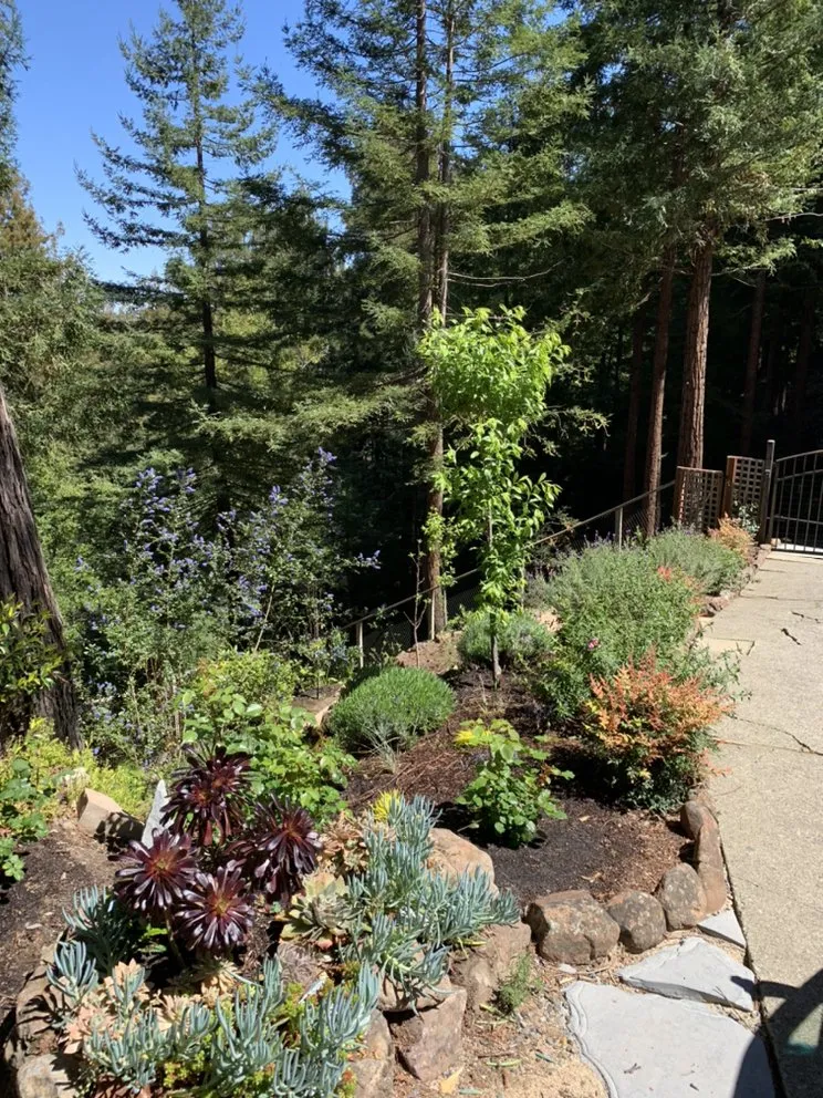 Affordable lawn care service in San Anselmo, CA - Let It Grow Landscaping