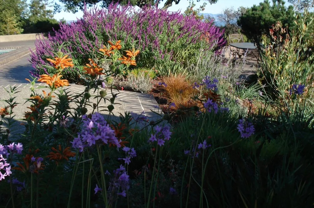 Affordable lawn care service near you in San Anselmo, CA by Let It Grow Landscaping