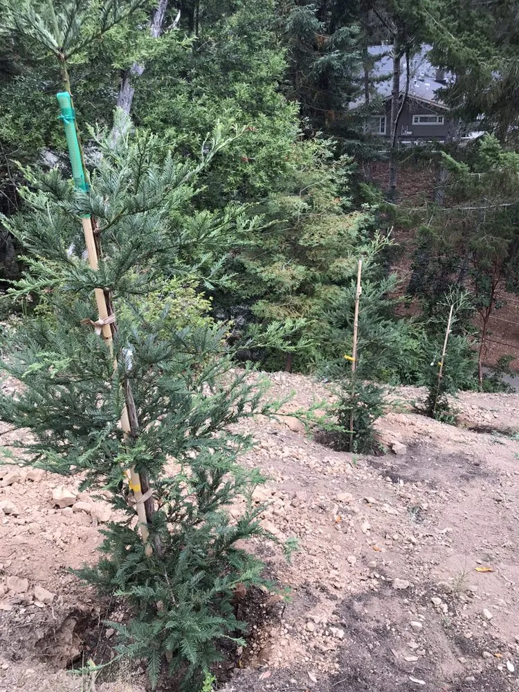 Affordable landscaping services experts serving San Anselmo, CA - Let It Grow Landscaping