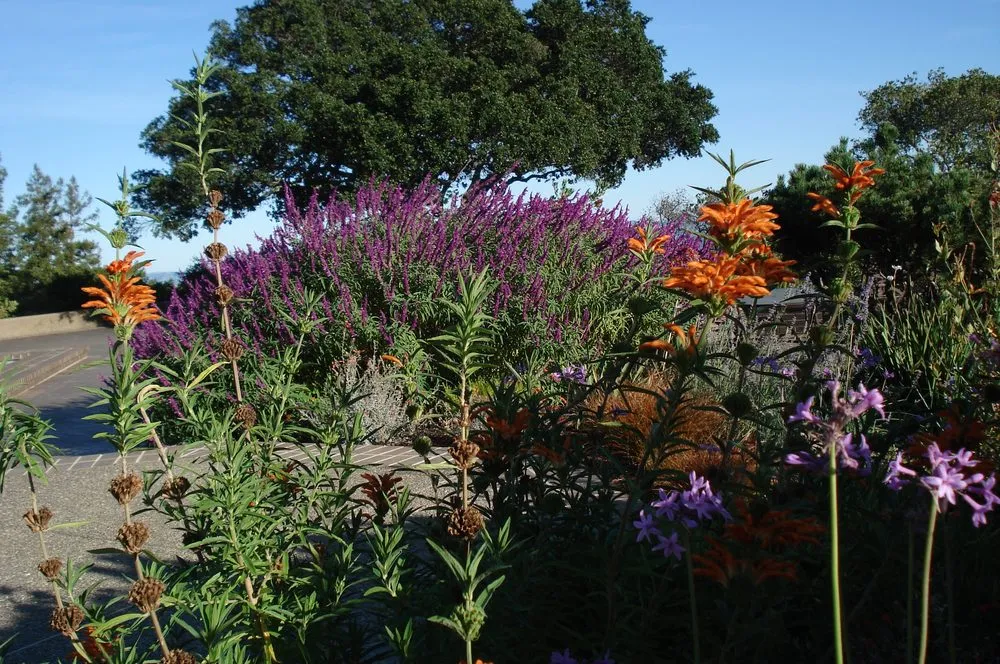 Professional landscape design experts serving San Anselmo, CA - Let It Grow Landscaping