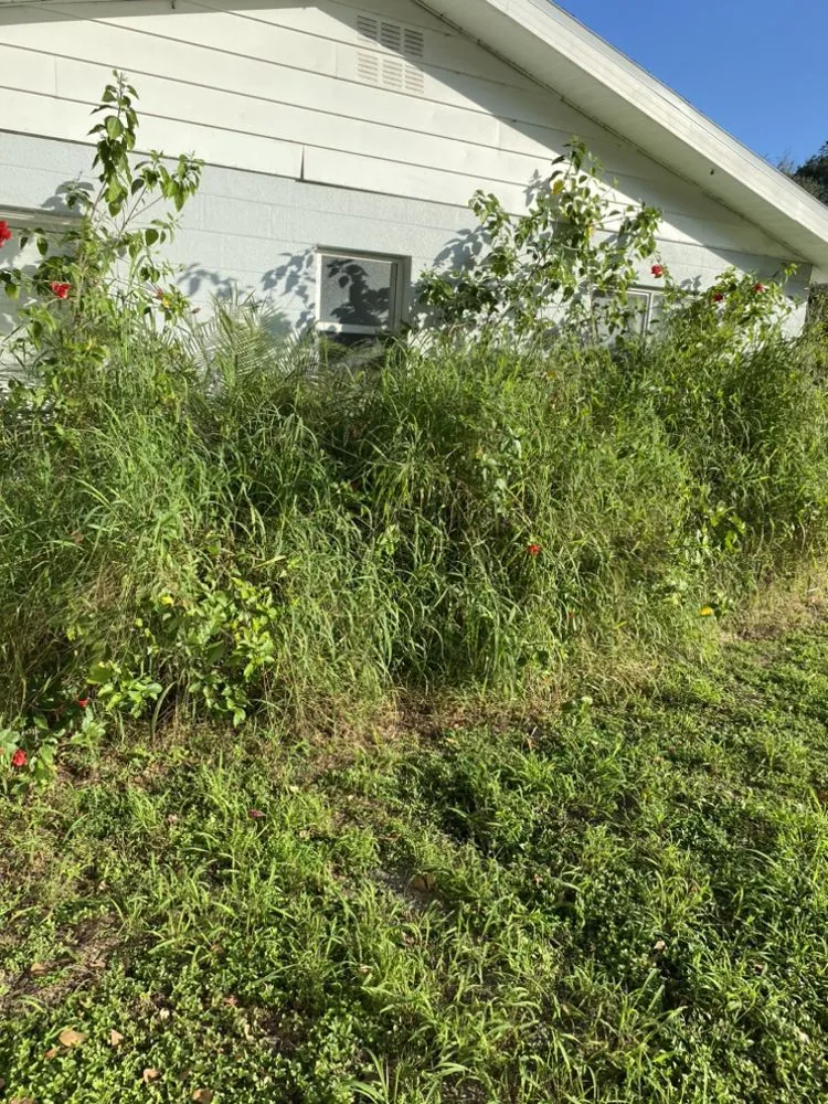 Top-rated yard maintenance experts serving Tampa, FL - Let It Grow Landscaping