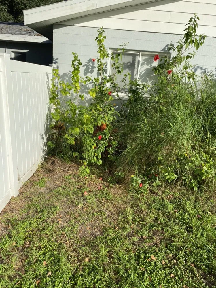 Expert yard cleanup service in Tampa, FL - Let It Grow Landscaping