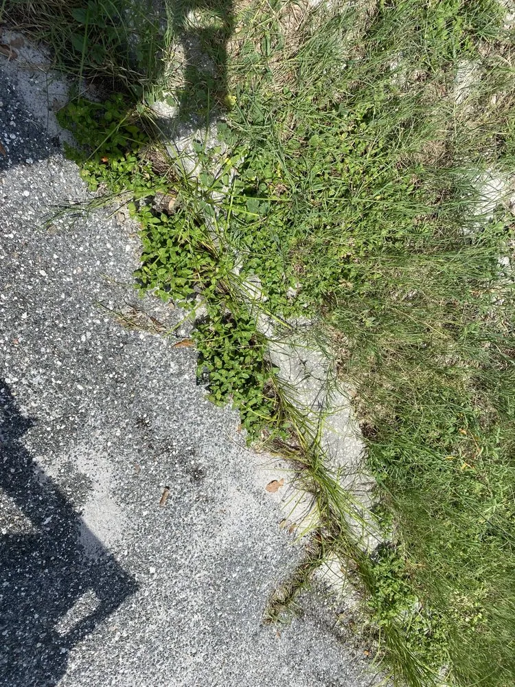 Top-rated lawn care service experts serving Groveland, FL - Let It Grow Lawn Care