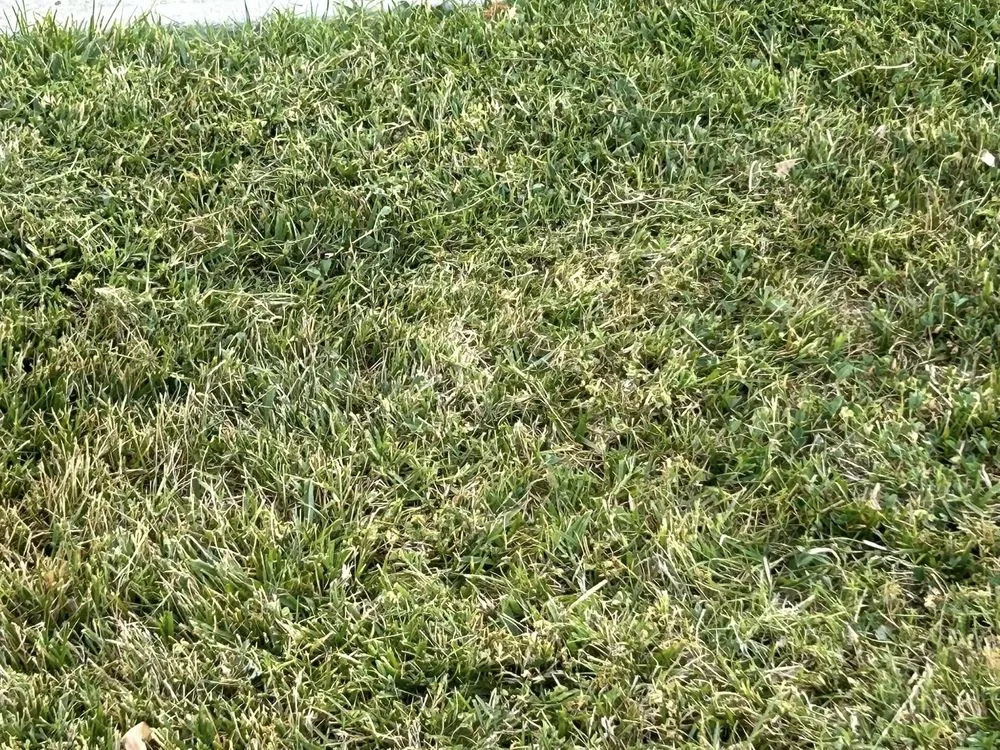 Affordable residential landscaping for outdoor upgrades in Murrieta, CA by Lets Do it Pro Landscaping