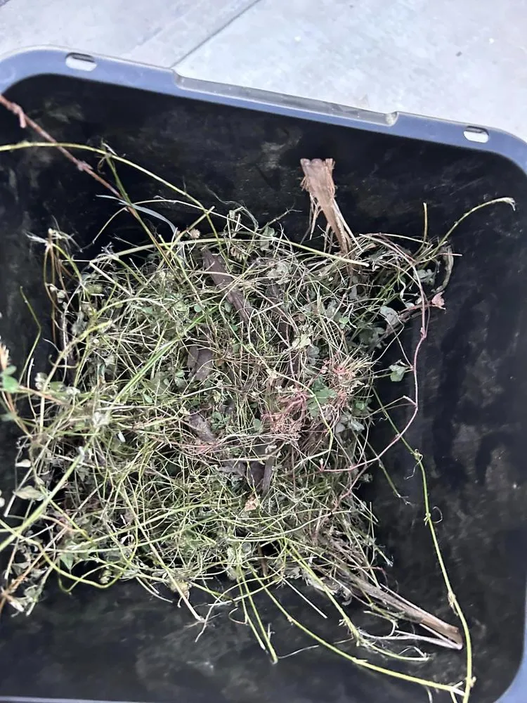 Custom garden landscaping for year-round maintenance in Murrieta, CA by Lets Do it Pro Landscaping