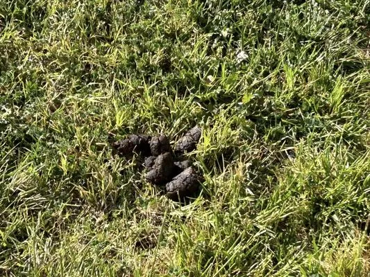 Lets Do it Pro Landscaping Logo