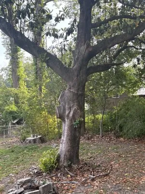 Let’s Get Busy Tree Service & Lawn Care Logo