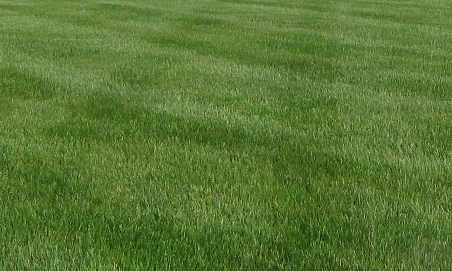 Professional yard cleanup service for beautiful yards across Wilmington, DE - Let's Get Green