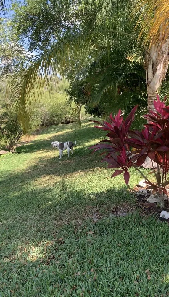 Local landscaping services for homes in Cape Coral, FL by Level Edge