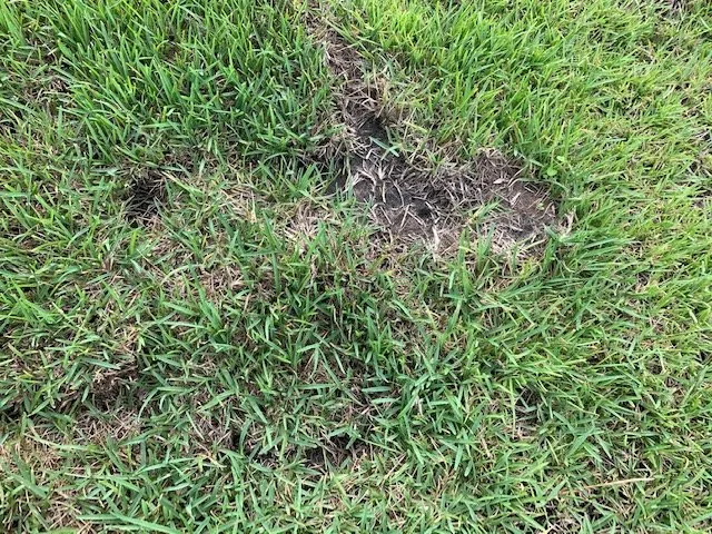 Top-rated garden landscaping experts serving Jacksonville, FL - Level Lawn