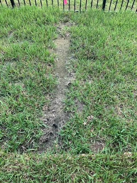 Top-rated yard cleanup service in Jacksonville, FL - Level Lawn