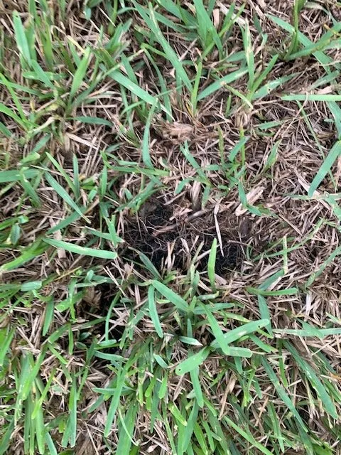 Custom lawn care service in Jacksonville, FL by Level Lawn