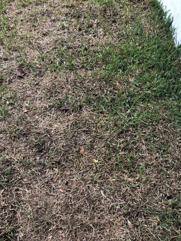 Affordable landscape design in Jacksonville, FL by Level Lawn