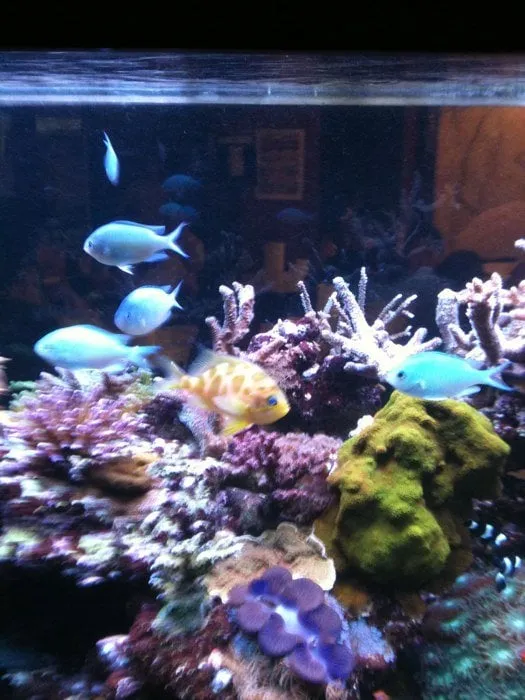 Custom lawn mowing service in Haines City, FL - Level Up Lawn Service & Landscaping