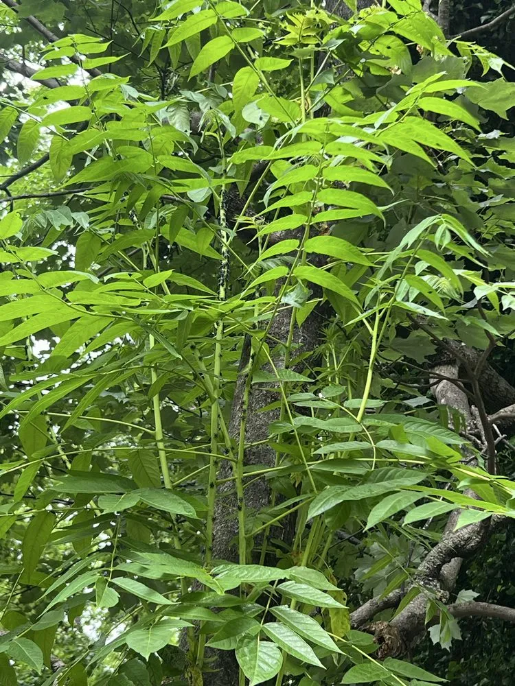 Trusted landscape design for residential properties in Roanoke, VA by Leveled Weeds