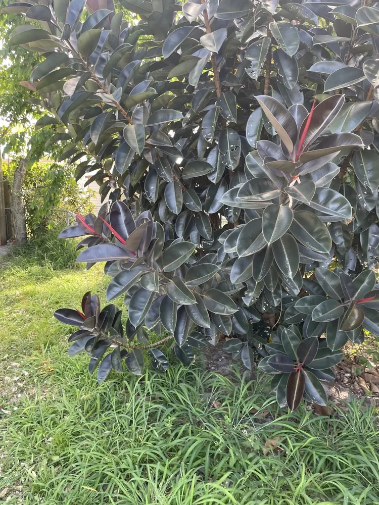 Top-rated landscaping services for year-round maintenance across Vero Beach, FL - Levels Up